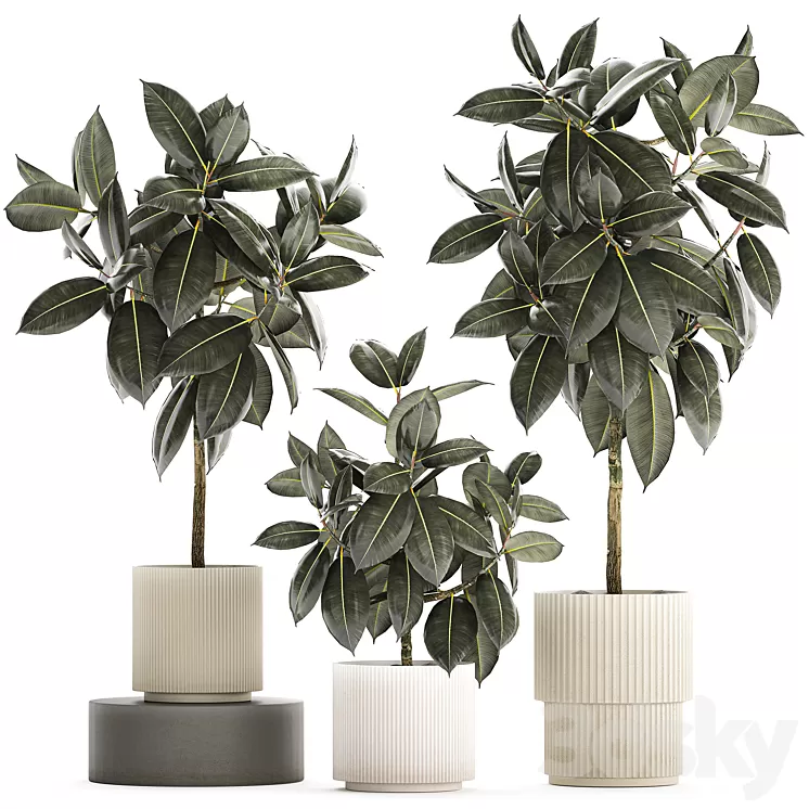 Beautiful tree in a pot Ficus rubbery elastica Ficus Abidjan Ficus Robusta. Plant collection 1243 3D Model Free