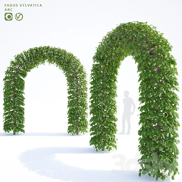 Beech european arch | Fagus sylvatica arc 3D Model