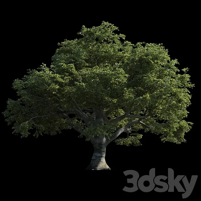 Beech great Razlog 3D Model