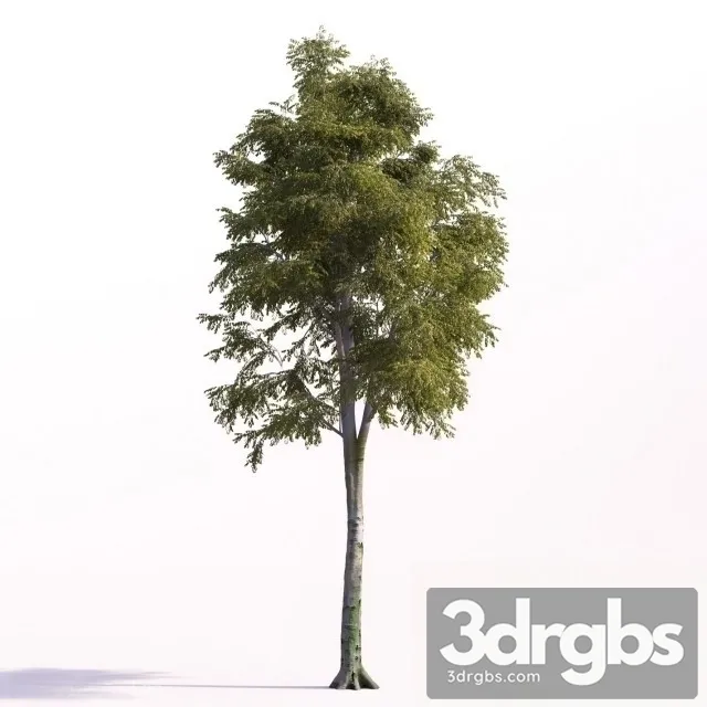 Beech Tall 3D Model Free