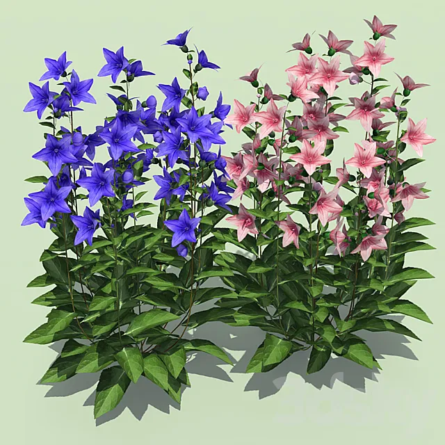 Bells Platikodon 3D Model