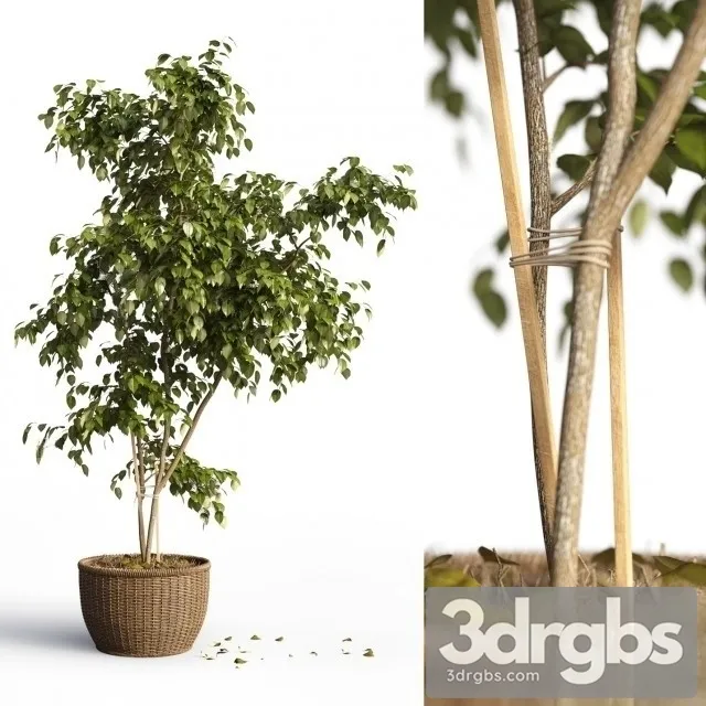 Benjamin Plant 3D Model Download