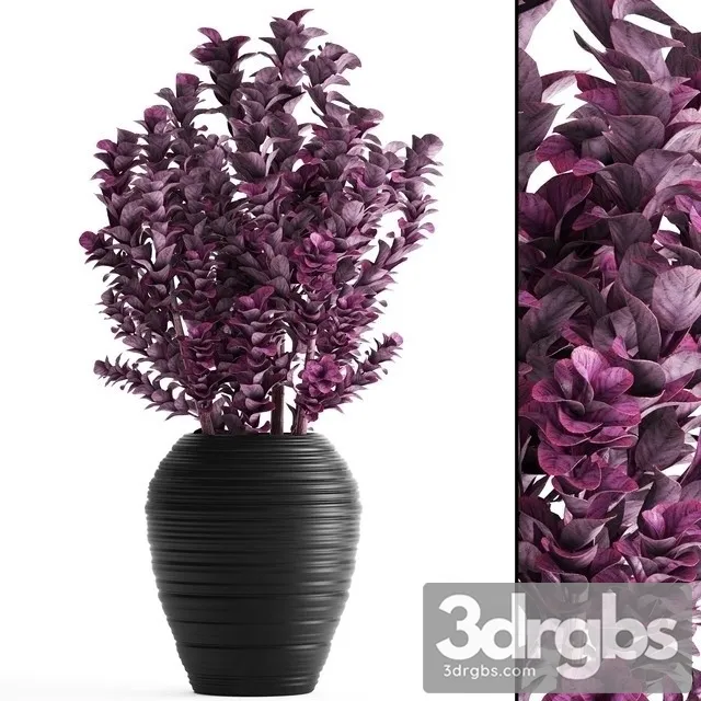 Berberis 3D Model Free