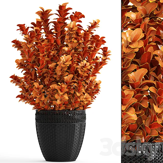 Berberis thunbergii Barberry Thunberg bushes landscaping garden pot outdoor pot bush black basket rattan 3D Model