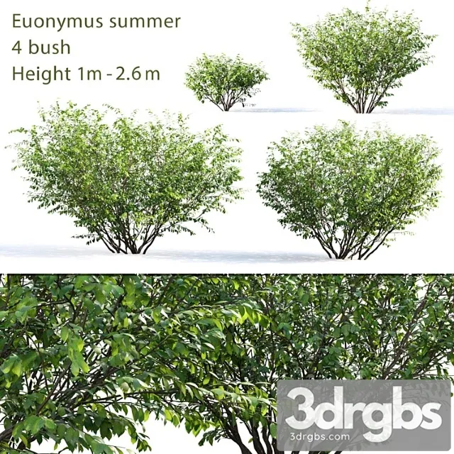 Berezkin 5 Summer 3D Model Free