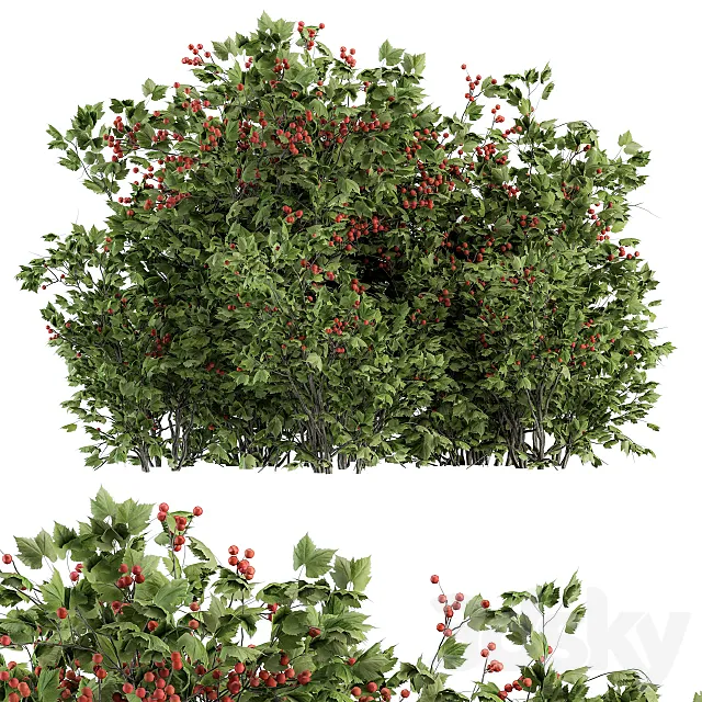 Berry Bush - Bush Set 17 3D Model