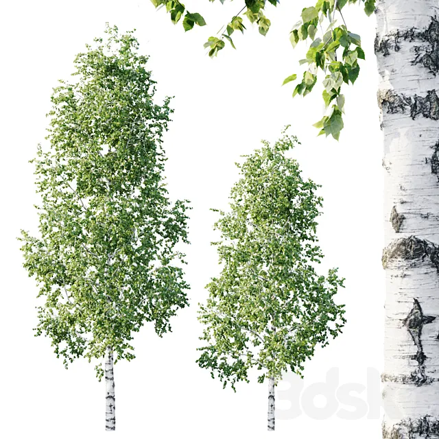 Betula 11.5m - 8.5m 3DModel