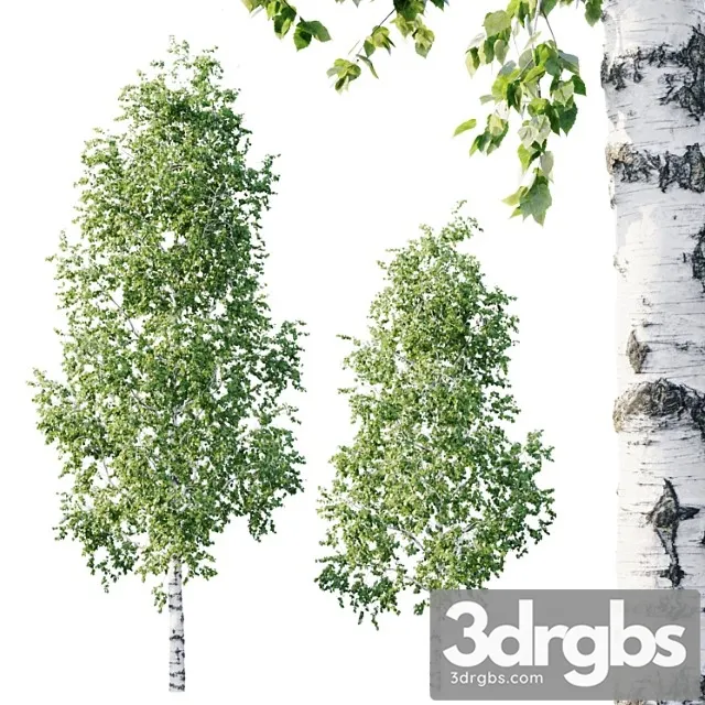 Betula 11.5m - 8.5m