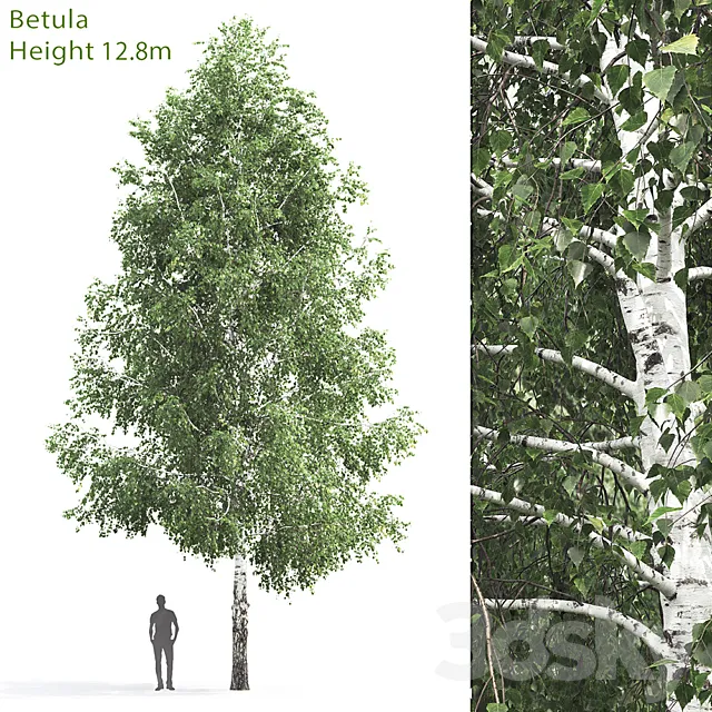 Betula # 3 (12.8m) 3D Model