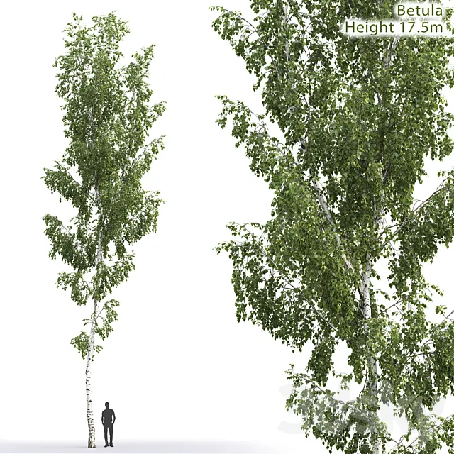 Betula 3DModel