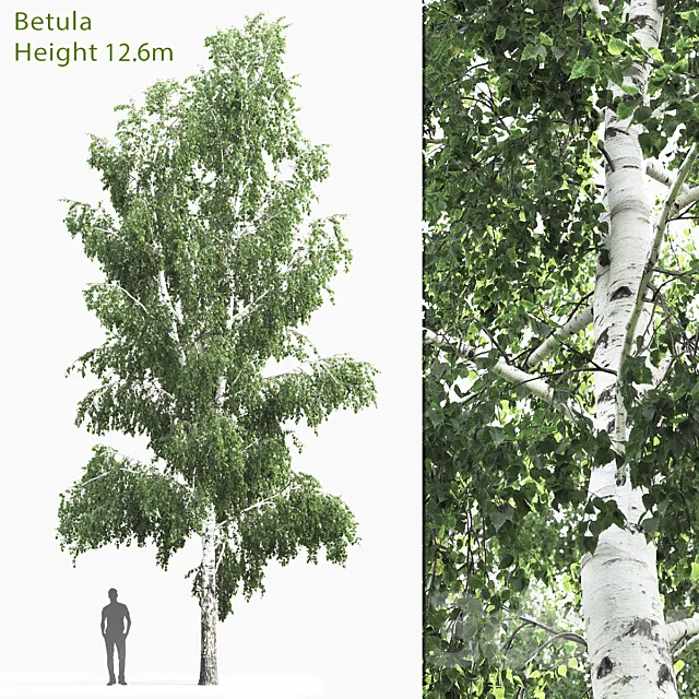 Betula # 4 (12.6m) Free Download