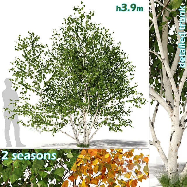 Betula pendula multi stem V01 Free Download