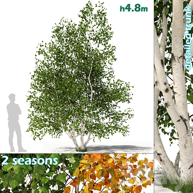 Betula pendula multi stem V02 3D Model