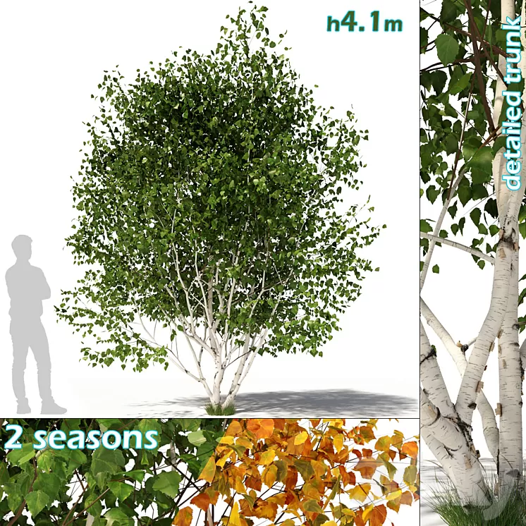 Betula pendula multi stem V03 3D Model