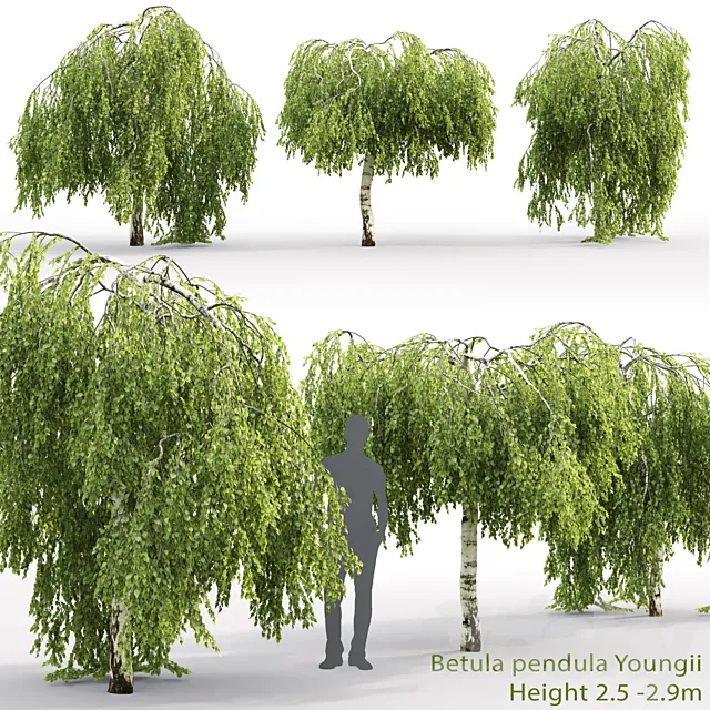 Betula pendula Youngii # 2 (2.5-2.9m) 3D Model