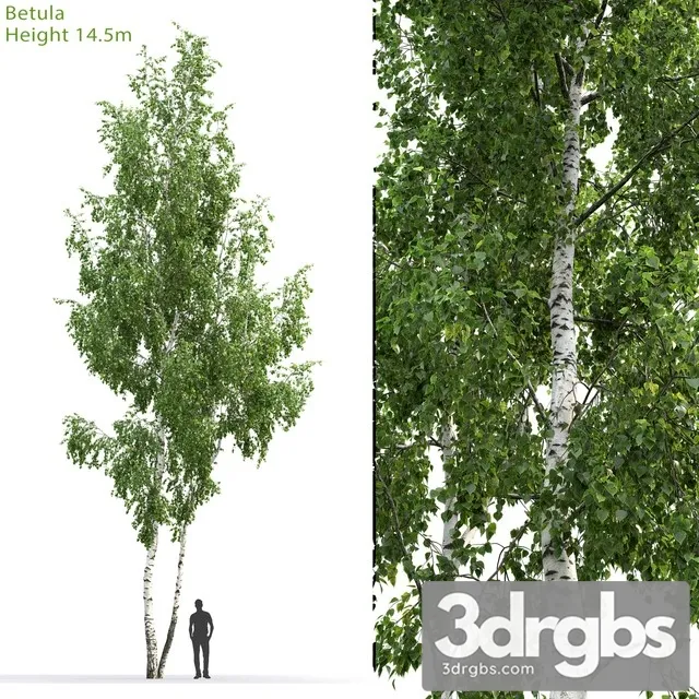 Betula Tree 3D Model Free