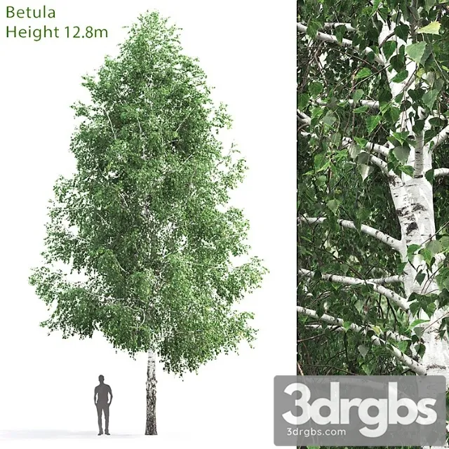 Betula