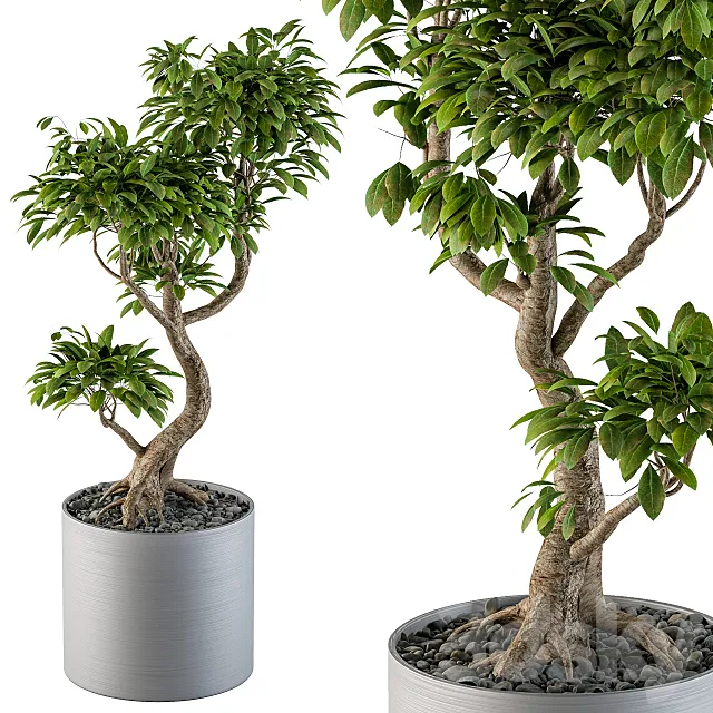 Big Bonsai Indoor Tree 3D Model