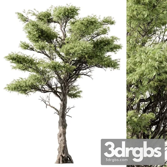 Big Maple Tree Set 148 Free Download