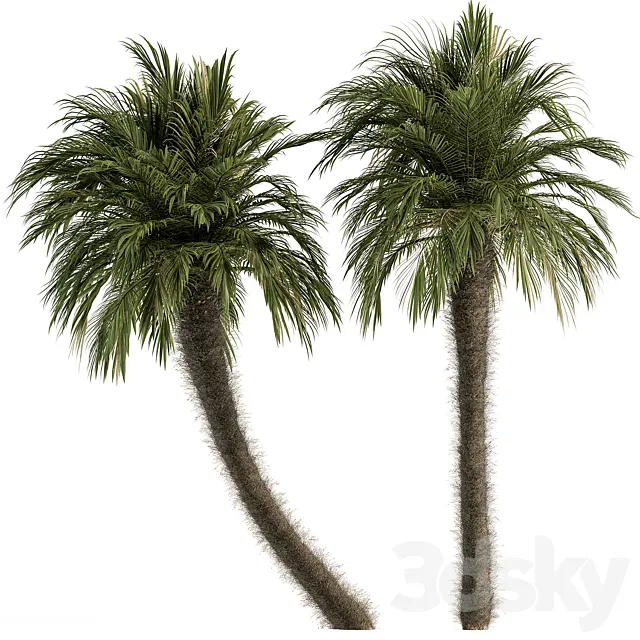 Big palm Date Tree Fluff Bark - Tree Set 87 3D Model