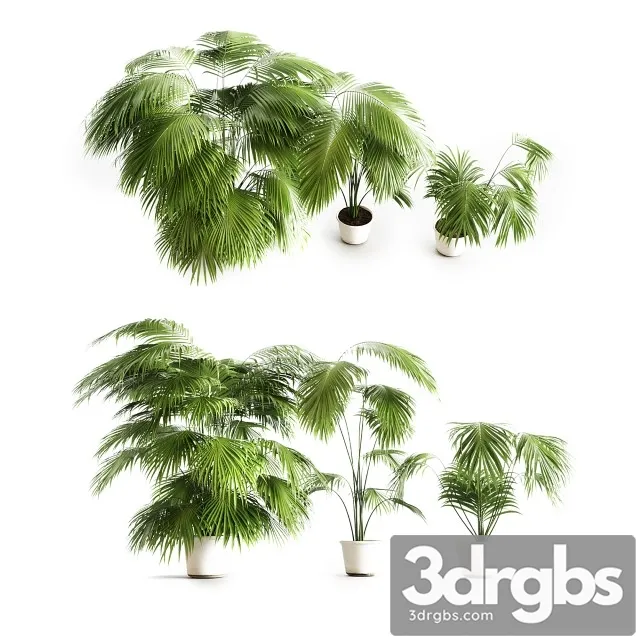 Big Palms 3D Model Free