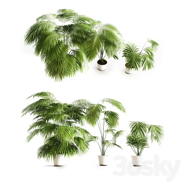 Big palms 3D Model