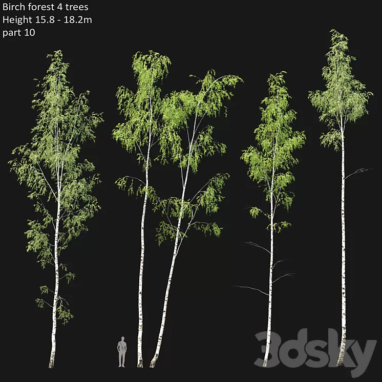 Birch 3D Model