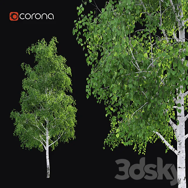 Birch 3D Model