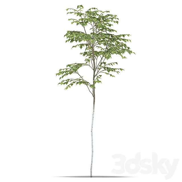 Birch 3D Model