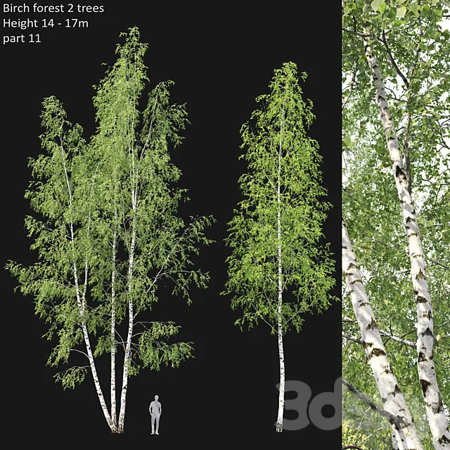 Birch 3DModel