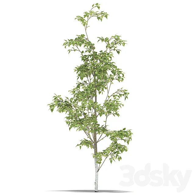 Birch 3DModel