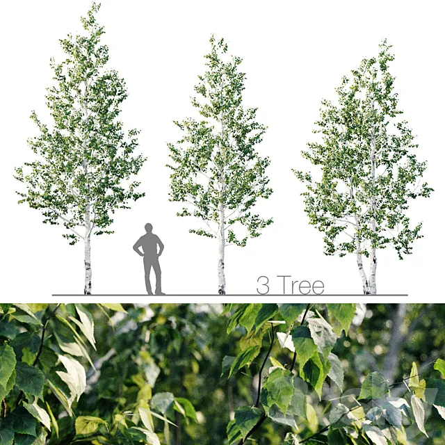 Birch 8m - 7m 3D Model