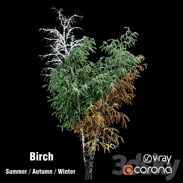 Birch _ summer _ fall _ winter 3DModel