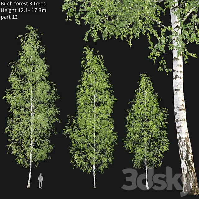 Birch forest part 12 3D Model