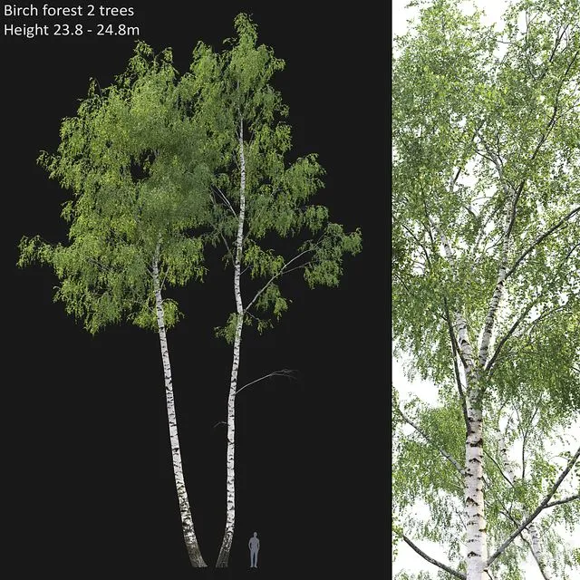 Birch forest part 7 (23.8-24.8m) 3D Model