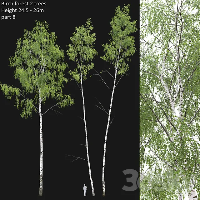 Birch forest part 8 Free Download