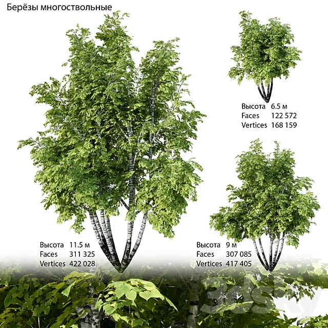 Birch multi-stemmed 3D Model