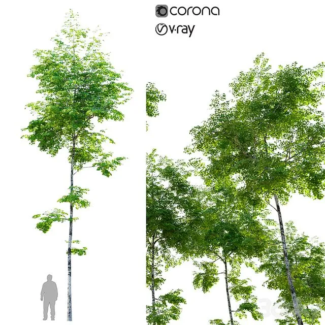 Birch tree 3D Model