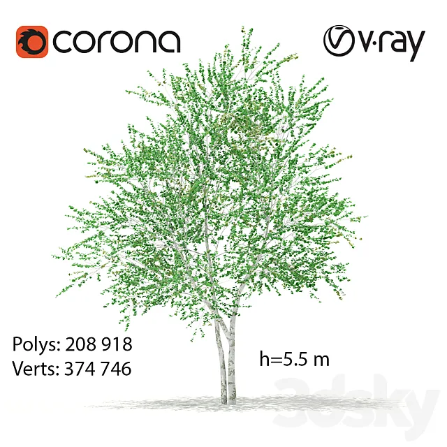 Birch tree Free Download