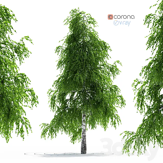 Birch Tree 3DModel