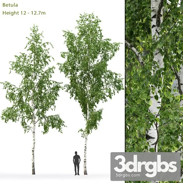 Birch Tree 4 3D Model Free