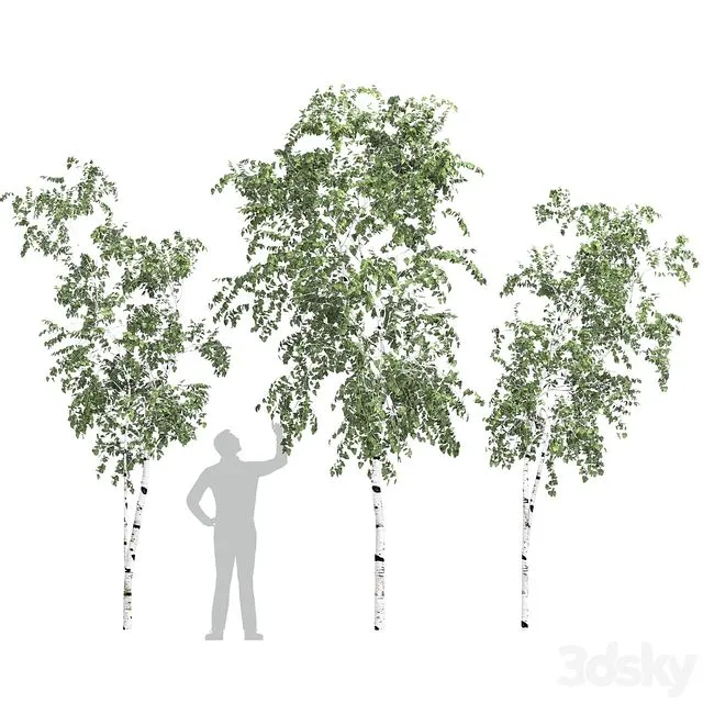 Birch tree set 9 3D Model