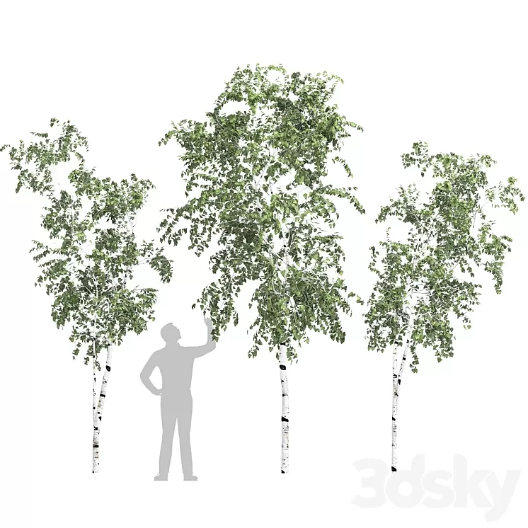 Birch tree set 9