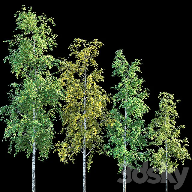 Birches 3D Model