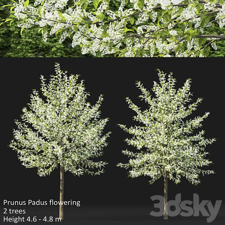 Bird cherry | Prunus Padus flowering # 3 3D Model