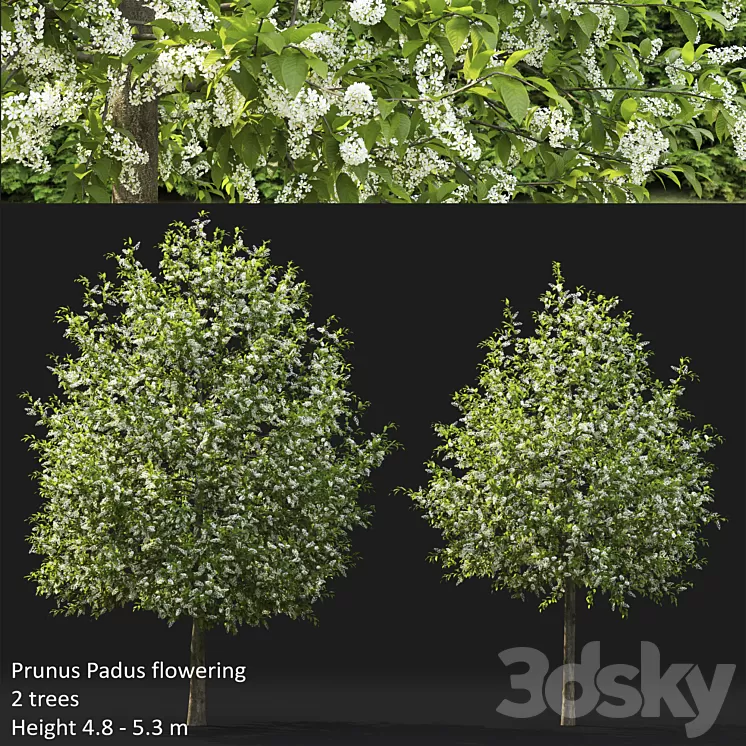 Bird cherry | Prunus Padus flowering # 4 3D Model
