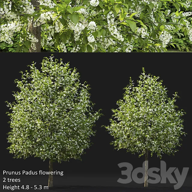 Bird cherry | Prunus Padus flowering # 4 3DModel