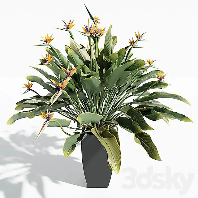 Bird Of Paradise 3DModel