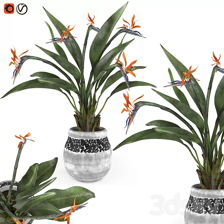 Bird of paradise flower 3D Model
