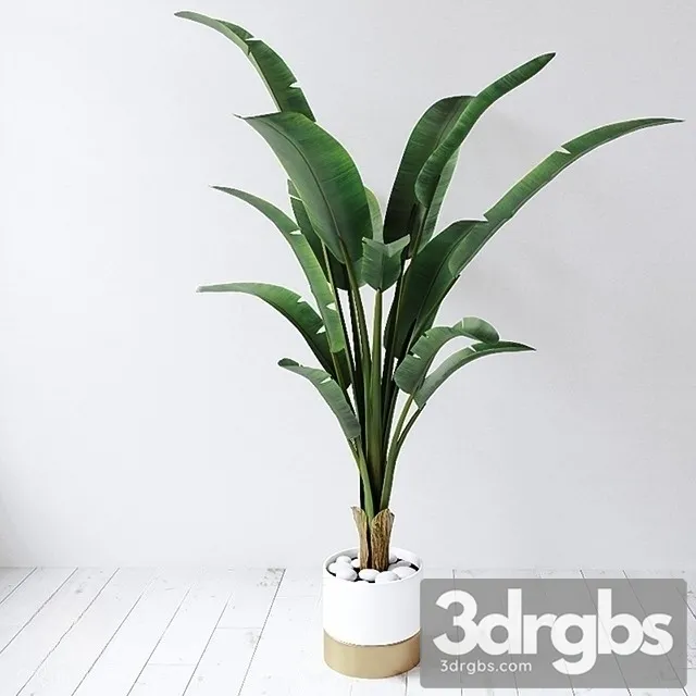 Bird Paradise Plant 3D Model Free